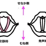 声帯を動かす喉の筋肉！歌い手に重要な喉頭筋の構造・読み方